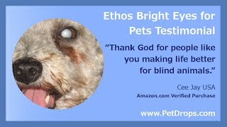 Dog Diabetes Cataracts Eye Drops Treatment Review Video [upl. by Derby646]