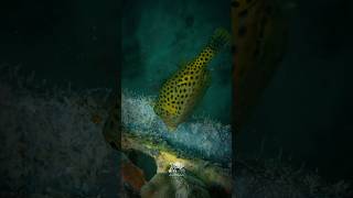 Meet the Fascinating Boxfish A Marvel of the Ocean 🌊 [upl. by Yzmar]