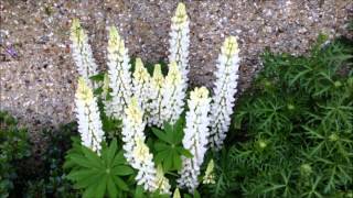 Gallery white Lupins Lupinus Lupine Stunning Care and growing [upl. by Ignacius]