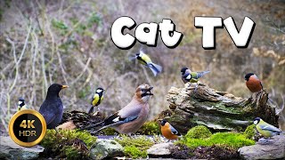 Cat TV for Cats to Watch 🐈  FLY BIRDIE FLY 🐦‍⬛ 4K [upl. by Arorua]