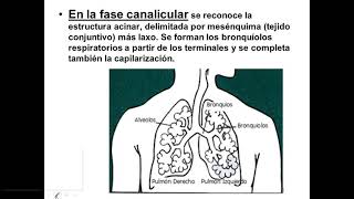 etapas de maduración pulmonar y malformaciones congénitas [upl. by Moraj]