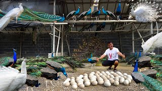 Its Finally Happening Our Peahen Laid Eggs and Transforming a Vacant Lot into a Thriving Fish Farm [upl. by Aun]