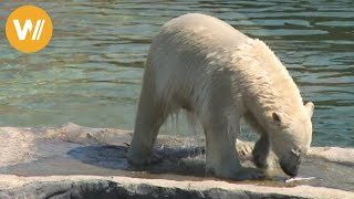 Eisbär  Unsere Tierwelt Kurze Tierdokumentation [upl. by Hutchins]