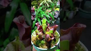 SARRACENIA PLANTS FOR COLLECTION pitcherplants [upl. by Naruq]