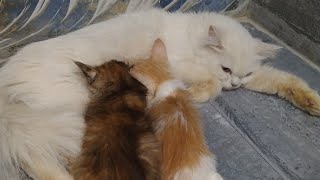 Adorable Kittens Hungry Mom Cat Feeding Milk To Them Without Any New Drama [upl. by Piggy]