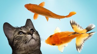 JUEGOS DE GATOS  CAPTURA DE PECES ¿CREES QUE TU GATO PUEDA ATRAPARLOS A TODOS [upl. by Salot]