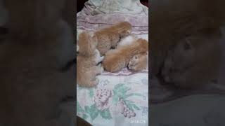 Adorable Video of 4 Kittens sleeping in Peace [upl. by Natividad]