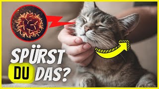 Wenn du DAS bei deiner Katze bemerkst kann ein Tumor der Grund sein [upl. by Aidaas]