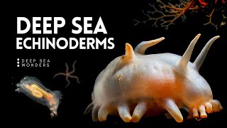 The Wonder of Deep Sea Echinoderms [upl. by Darelle471]