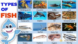 Fish Vocabulary Learn the Names of Some Types of Fish in English [upl. by Bendicty]