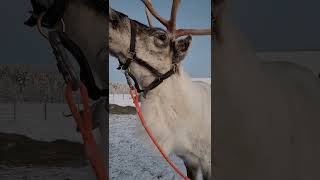 Magical Reindeer Feeding in Lapland Finland A MustSee Winter Wonderland [upl. by Atnes173]