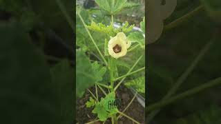 Okra Flowers gardening [upl. by Coffee]