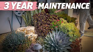 3 Year Succulent Maintenance in Encinitas [upl. by Scales]