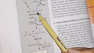 Ketogeneis and ketolysis  lipid metabolism  biochemistry [upl. by Ecissej]