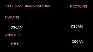 Guidelines for Formatting Gene and Protein Names [upl. by Cherice]