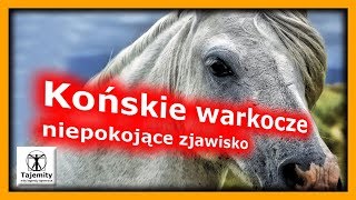 Końskie warkocze  niepokojące zjawisko wśród zwierząt [upl. by Ainafetse]