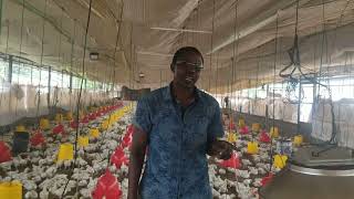 Biogas Brooders a heating solution for Chicks amp Pigs [upl. by Aynor]