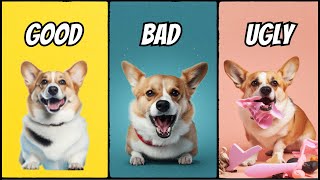 Owning a Corgi The Good The Bad The Ugly [upl. by Egief]