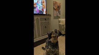 Early American YouTube Show Hater  Our Cattle Dog Sherlock [upl. by Rech]