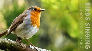 Birds Singing  11 Hour Bird Sounds Relaxation Soothing Nature Sounds Birds Chirping [upl. by Samantha]