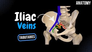 Iliac Veins Topography Visceral and Parietal Tributaries  Anatomy [upl. by Wertz]