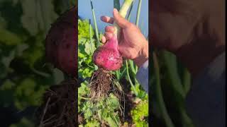 Red Onions Harvest  No Yellow or Falling stalks onions gardening greentgarden [upl. by Pedaias]