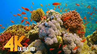 Under Red Sea 4K  Incredible Underwater World  Relaxation Video with Original Sound NO LOOP  1 [upl. by Yeliw625]