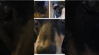 Synchronization NOT 🤣 dogfunnyvideos 3musketeers spinning doglover doglife [upl. by Jessabell648]