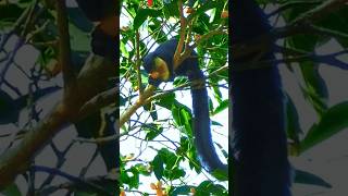 Indian giant squirrel Behaviour [upl. by Mady]