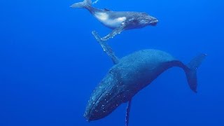 The Sound of Sperm Whales O Som dos Cachalotes [upl. by Marjana925]