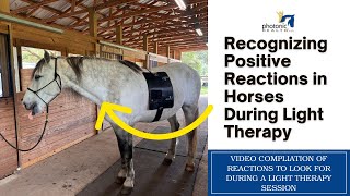 Recognizing Positive Reactions in Horses During Light Therapy  Video Compilation [upl. by Crellen]