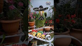 Loro Fito el Rey Loros Hablando Loro que Habla Shorts vivamexico birds mexico parrot cutepet [upl. by Ldnek661]