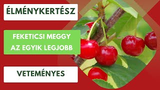 A feketicsi meggy🍒 [upl. by Jerold]