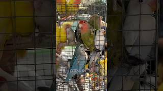 Galiff street bird market 🦜India biggest bird market birds pets galiffstreet birdslover shorts [upl. by Aan886]