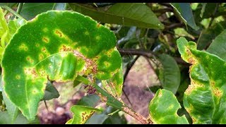 METHOD TO TREAT CITRUS SCAB DISEASE ELSINOE FAWCETTII AND E AUSTRALIS  PART 1 [upl. by Lynnworth]