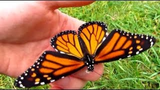 RAW Unprocessed Canon SX50 Macro HD Video  Monarch Butterfly Hatching [upl. by Ardnazxela]