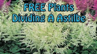 FREE Plants Dividing A Large Astilbe Flower Easy amp Quick [upl. by Rahab]