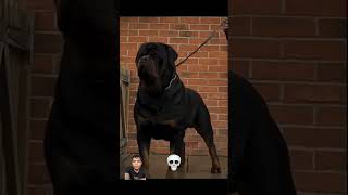 dog lover rottweiler dog doberman pets [upl. by Porett]