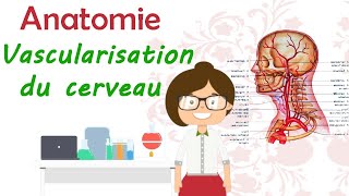 Anatomie  La vascularisation du cerveau  cours de 2 ème année médecine [upl. by Retsehc]