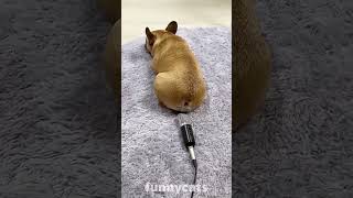 Graciosos animales 😂 videoshort2024 funnyanimlas animalesdivertidos funnyanimals pets2024 [upl. by Edrahs674]