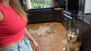 What The Fluff I Made Another Dog Malamute Shedding [upl. by Dagnah993]