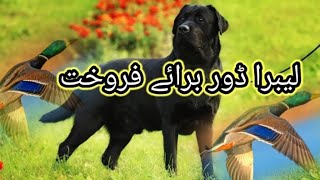 Black Labrador Dog Available For Sale In Pakistan  Labrador Breed [upl. by Angelle]