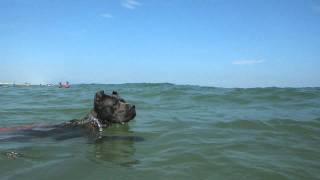 CRAZY CANE CORSO PUPPY ITALIAN MASTIFF DOG SWIMMING IN THE OCEAN [upl. by Tenahs]