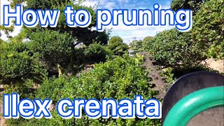 Ilex Crenata how to pruning Beautiful bonsai style [upl. by Ainigriv]