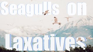 Seagulls on Laxatives  Have You Ever Seen So Many Seagulls [upl. by Allemap]