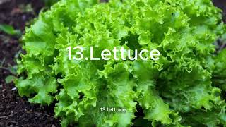 25 foods you can grow in buckets year round [upl. by Renmus]