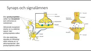 Nk1b Nervsystemet och droger [upl. by Sessilu]