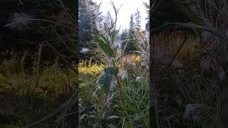 Fireweed Fluffing alaska autumn [upl. by Luann]