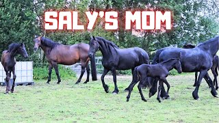 A question from a comment What was Salys mother like  Belle bites  Friesian Horses [upl. by Ennahs]