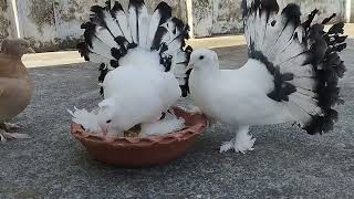 most beautiful American telmark pigeon [upl. by Kelsy]